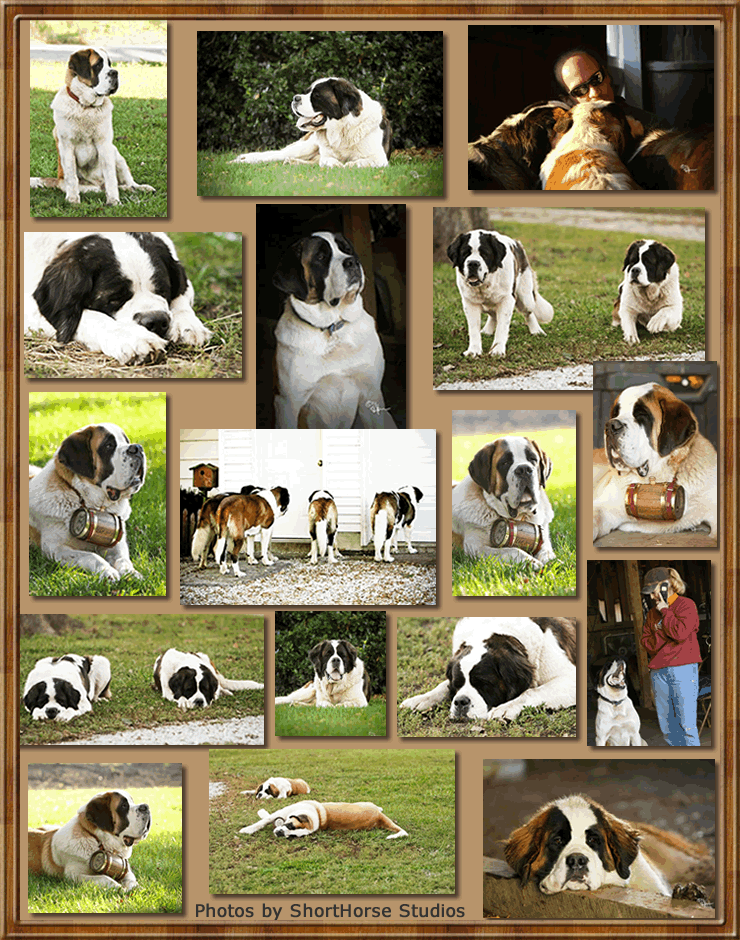 photo gallery 3
